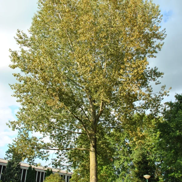 Populus ×canadensis 'Marilandica' – Salicaceae