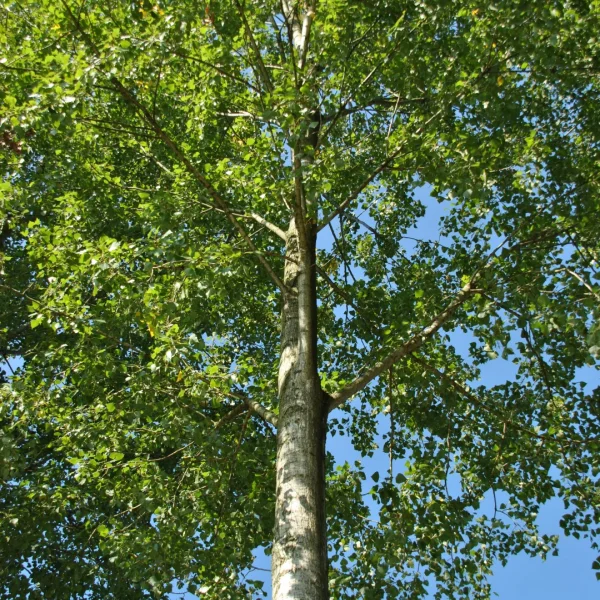 Populus ×canadensis 'Robusta' – Salicaceae