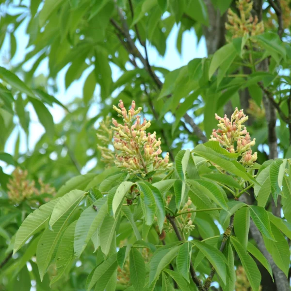 Aesculus flava 'Vestita' – Hippocastanaceae