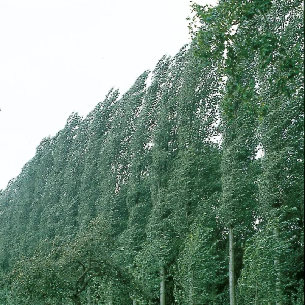Populus ×canadensis 'Serotina' – Salicaceae