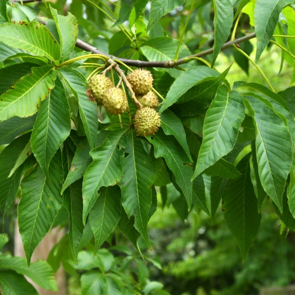 Aesculus glabra – Hippocastanaceae
