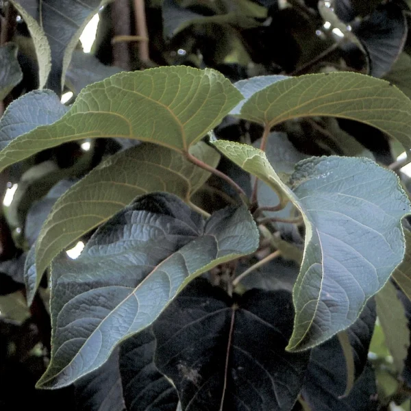 Populus lasiocarpa – Salicaceae