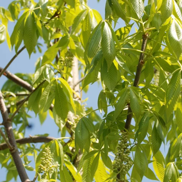 Aesculus glabra leucodermis – Hippocastanaceae