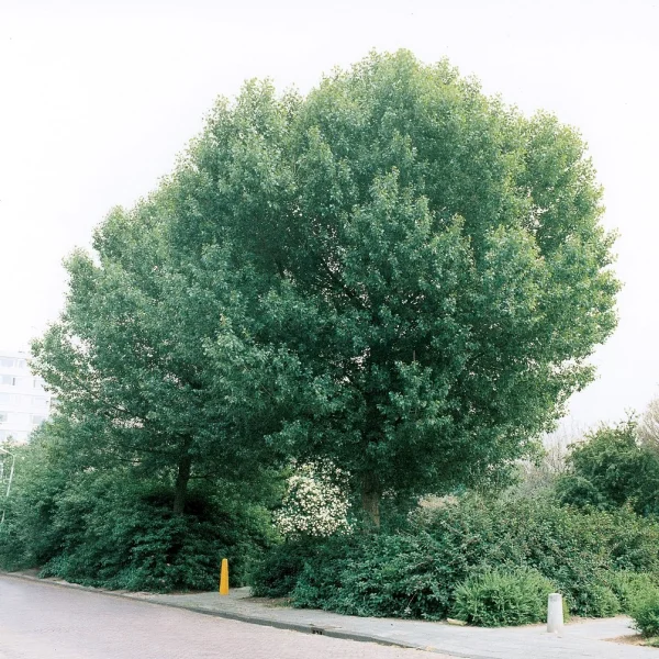 Populus nigra 'Brandaris' – Salicaceae