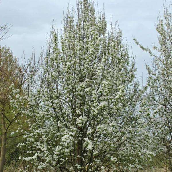 Pyrus communis subsp. caucasica – Rosaceae
