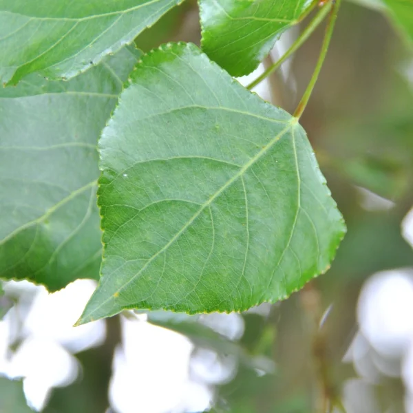 Populus nigra 'Vereecken' – Salicaceae