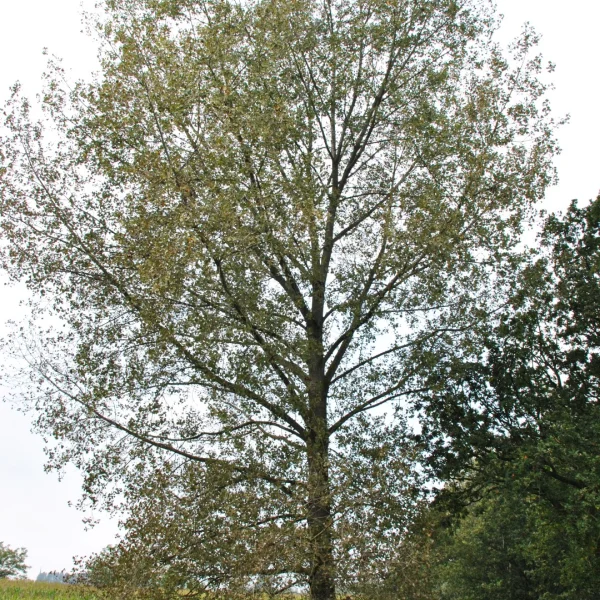 Populus nigra 'Wolterson' – Salicaceae