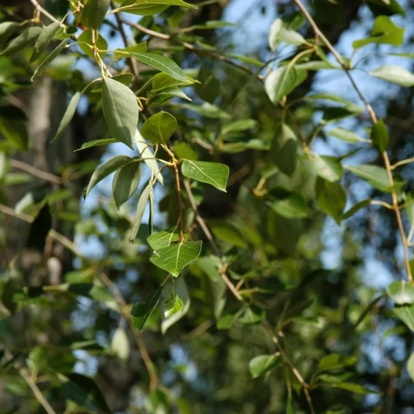 Populus simonii – Salicaceae
