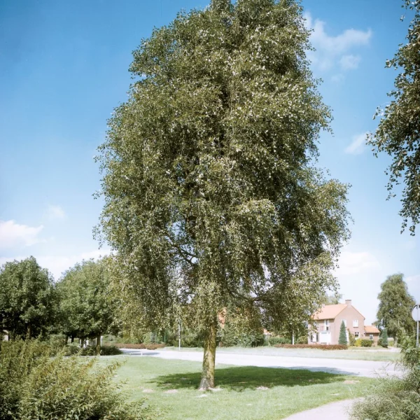 Populus simonii 'Fastigiata' – Salicaceae