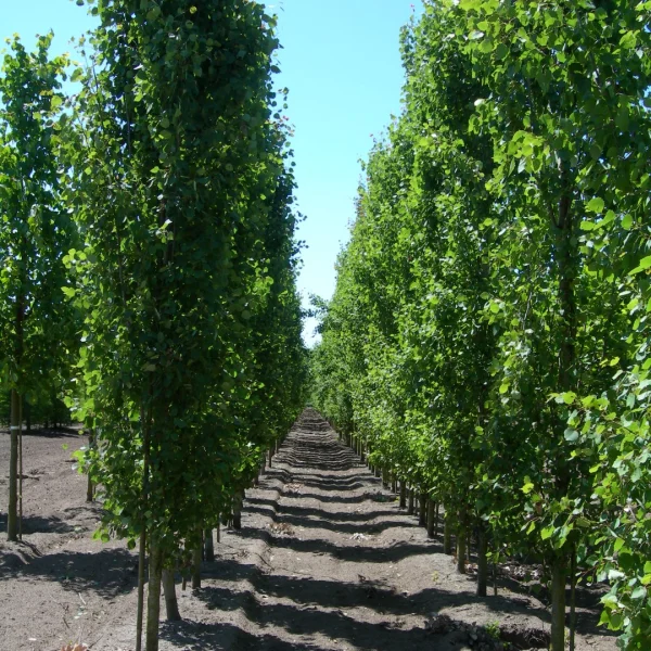 Populus tremula 'Erecta' – Salicaceae