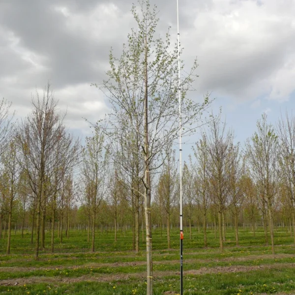Populus tremuloides – Salicaceae