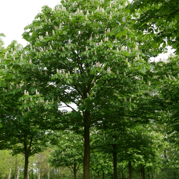 Aesculus hippocastanum – Hippocastanaceae