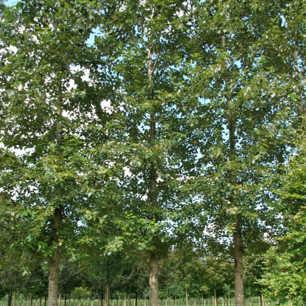 Populus trichocarpa 'Columbia River' – Salicaceae