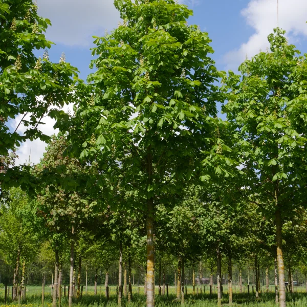 Aesculus hippocastanum 'Baumannii' – Hippocastanaceae
