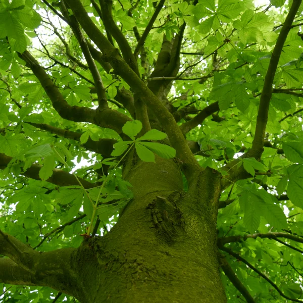 Aesculus hippocastanum 'Pyramidalis' – Hippocastanaceae