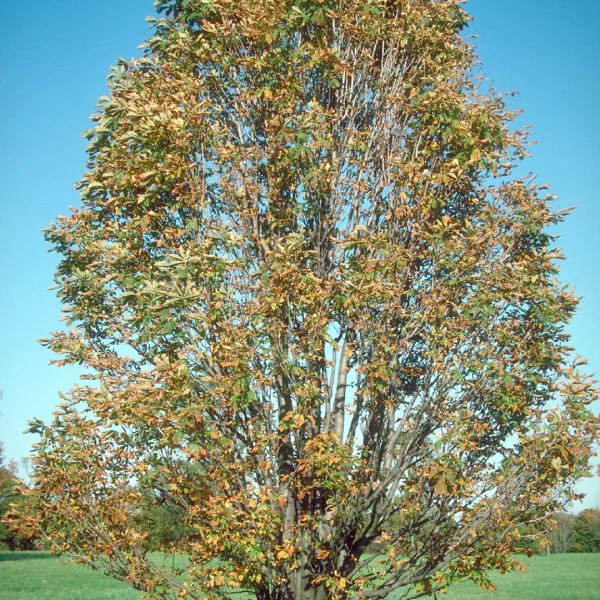 Aesculus hippocastanum 'Umbraculifera' – Hippocastanaceae