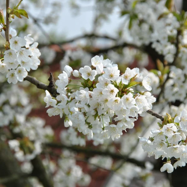 Prunus avium – Rosaceae