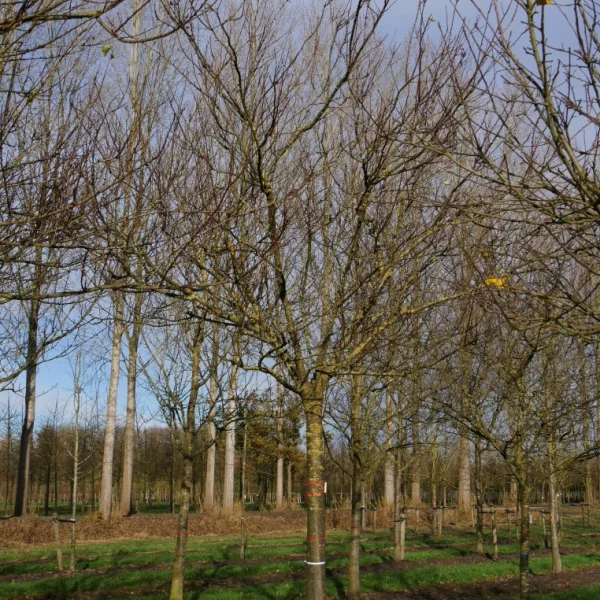 Prunus armeniaca 'Tros Oranje' – Rosaceae
