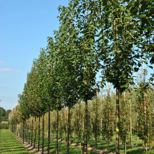 Prunus avium 'Landscape Bloom' – Rosaceae