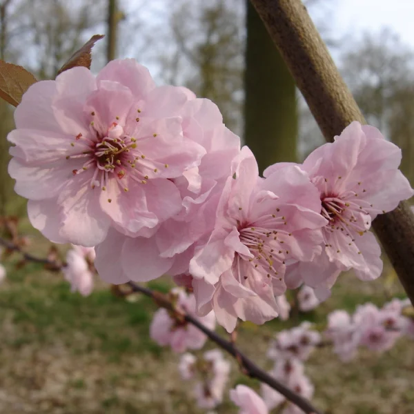 Prunus ×blireana – Rosaceae