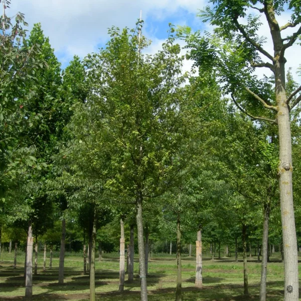 Prunus domestica 'Ste Catherine' – Rosaceae