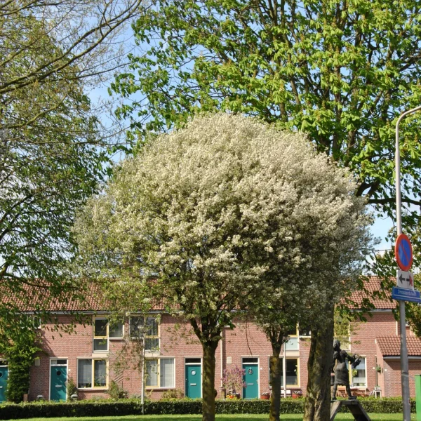 Prunus ×eminens 'Umbraculifera' – Rosaceae