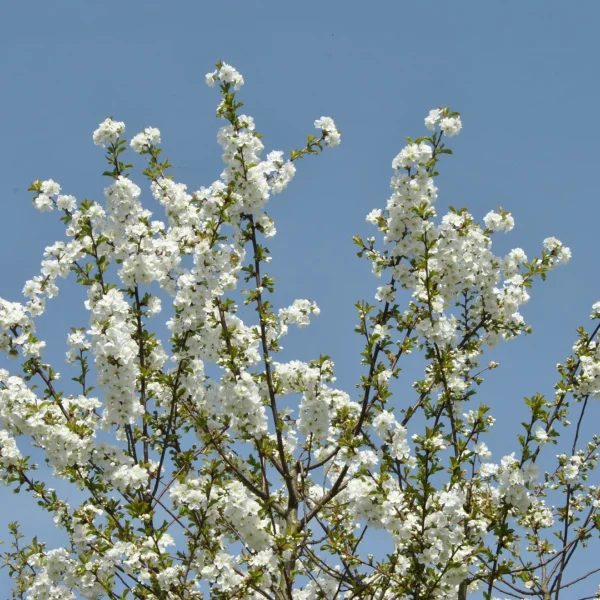 Prunus ×gondouinii 'Schnee' – Rosaceae