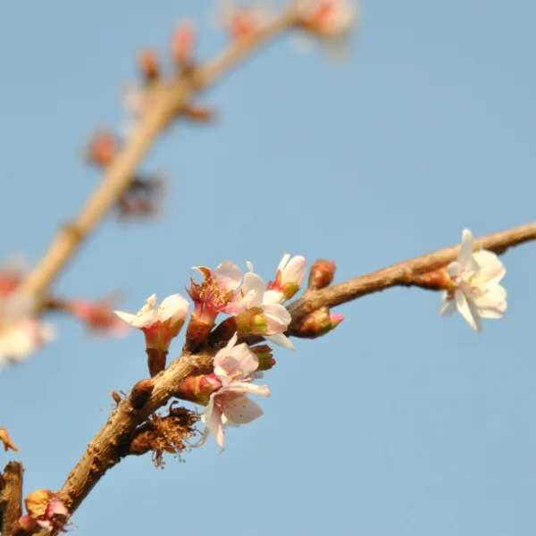 Prunus incisa 'February Pink' – Rosaceae