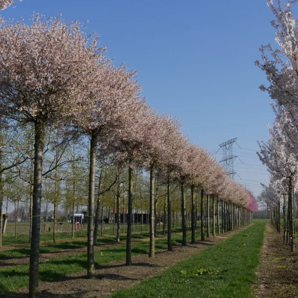 Prunus incisa 'Kojou-no-mai' – Rosaceae