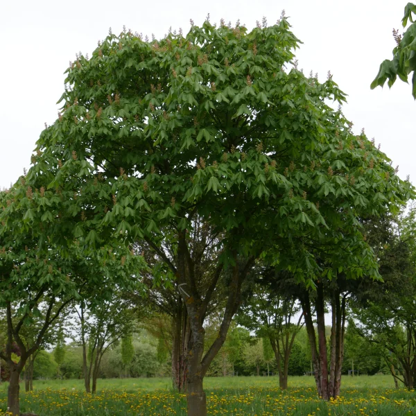 Aesculus ×mutabilis 'Induta' – Hippocastanaceae
