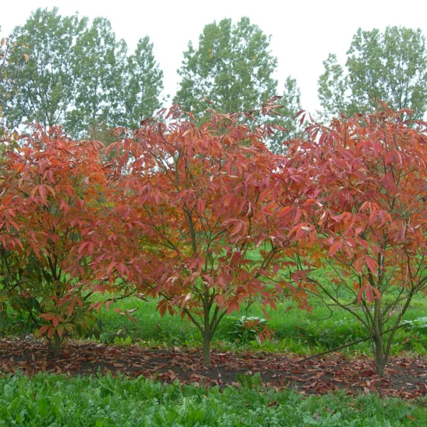 Aesculus ×neglecta 'Autumn Fire' – Hippocastanaceae