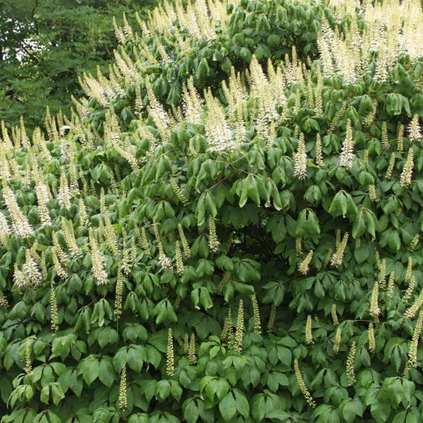 Aesculus parviflora – Hippocastanaceae