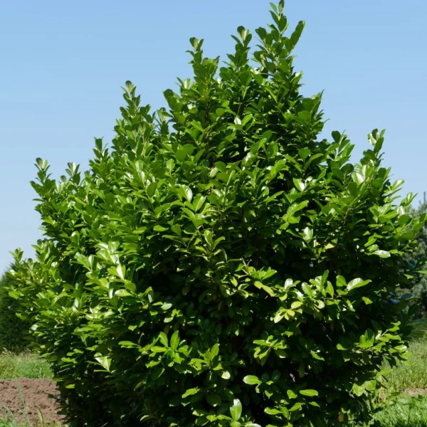 Prunus laurocerasus 'Rotundifolia' – Rosaceae