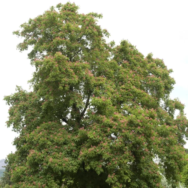 Aesculus pavia – Hippocastanaceae