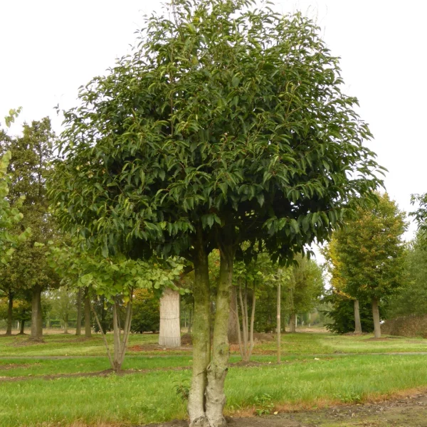 Prunus lusitanica – Rosaceae