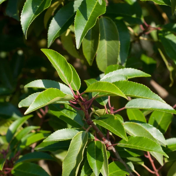 Prunus lusitanica 'Angustifolia' – Rosaceae