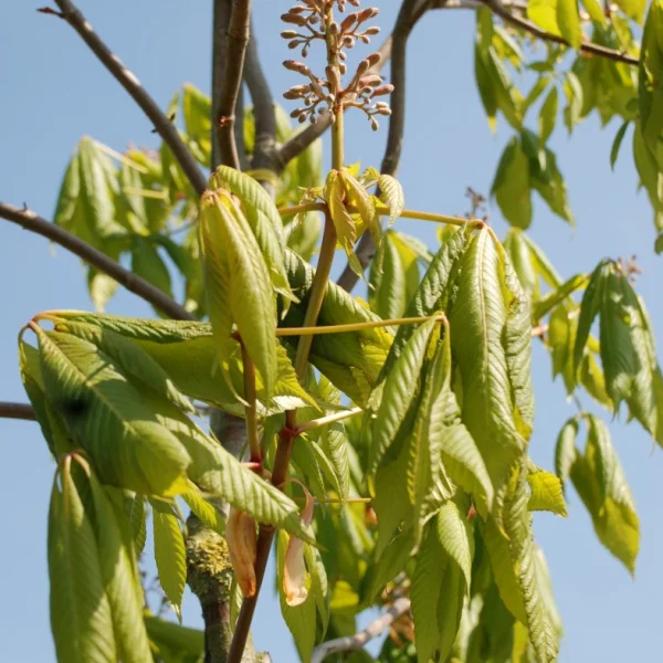 Aesculus pavia var. discolor – Hippocastanaceae