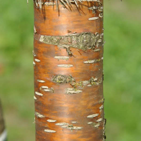 Prunus maackii 'Amber Beauty' – Rosaceae