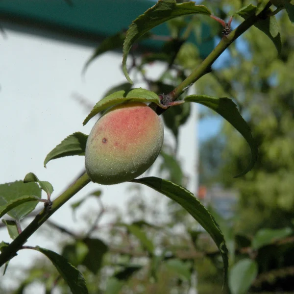Prunus mume – Rosaceae