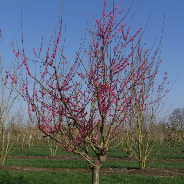 Prunus mume 'Beni-chi-dori' – Rosaceae