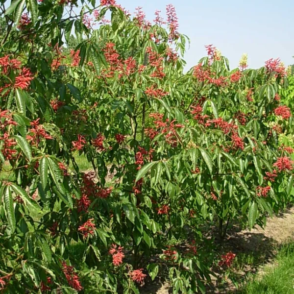 Aesculus pavia var. splendens – Hippocastanaceae