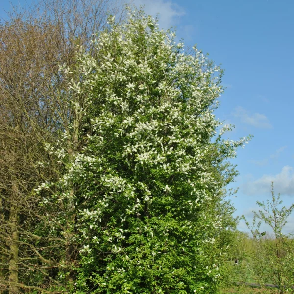 Prunus padus – Rosaceae