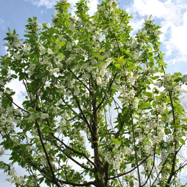 Prunus padus 'Albertii' – Rosaceae