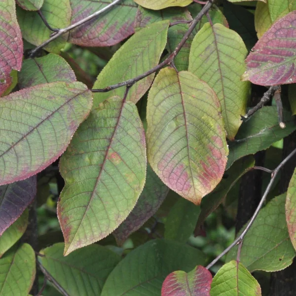 Prunus padus 'Colorata' – Rosaceae