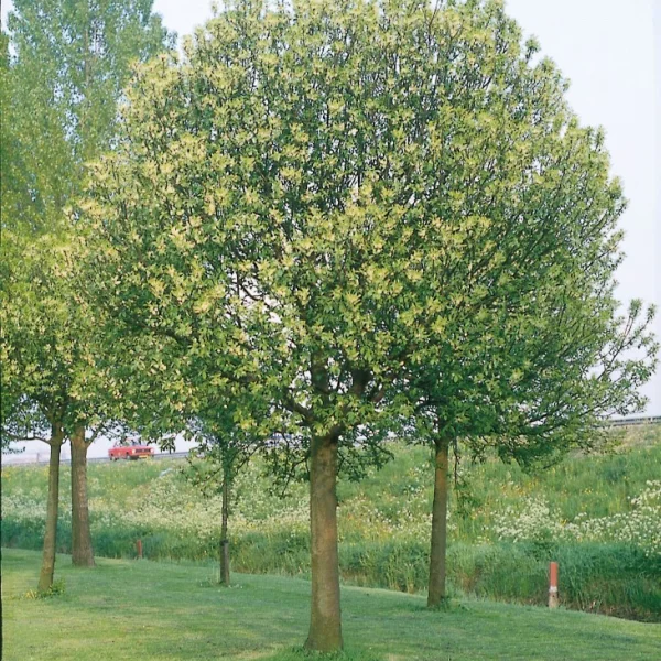 Prunus padus 'Nana' – Rosaceae