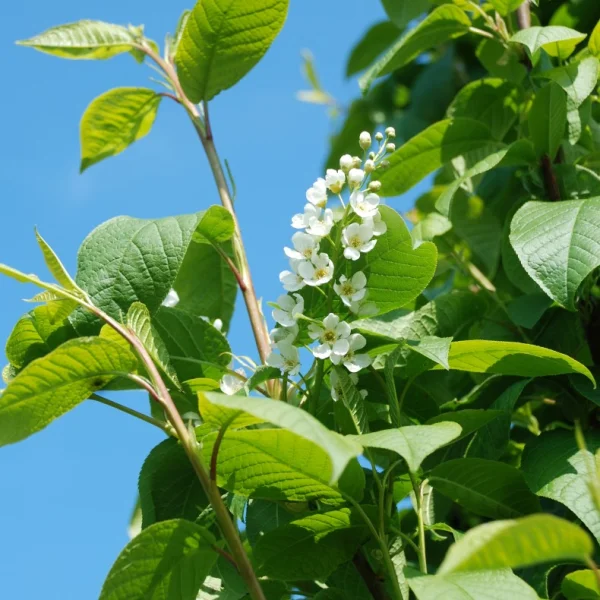 Prunus padus 'Tiefurt' – Rosaceae