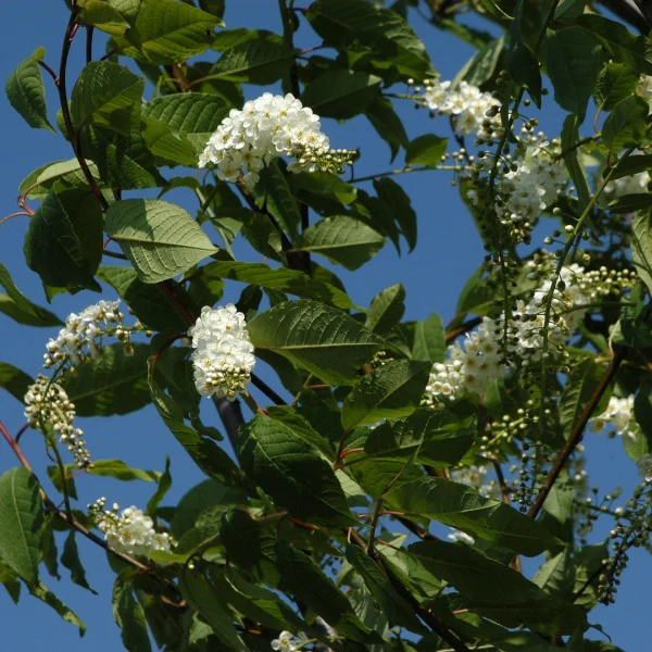 Prunus padus 'Watereri' – Rosaceae