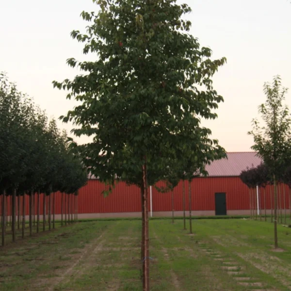 Prunus pensylvanica 'Auburn Splendor' – Rosaceae