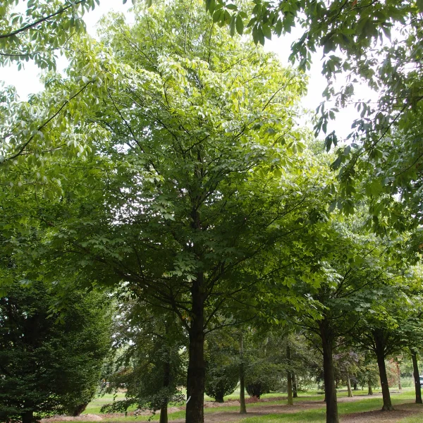 Aesculus pavia 'Atrosanguinea' – Hippocastanaceae