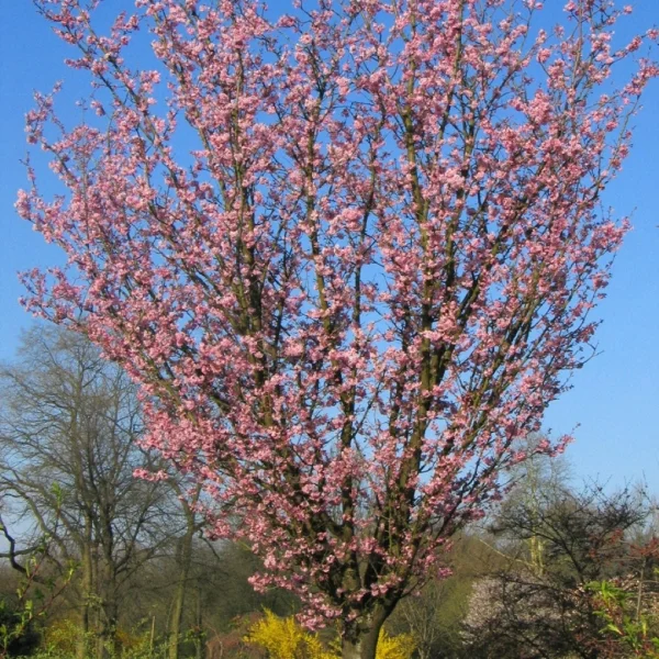 Prunus sargentii 'Rancho' – Rosaceae